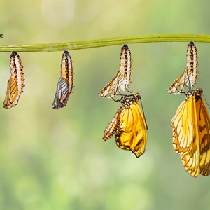 死亡并不是失败。死亡是正常的