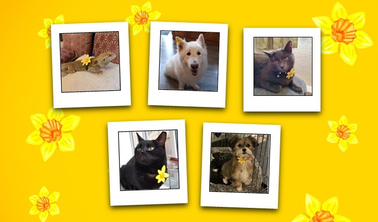 beplayapp体育下载玛丽居里专业人士和他们的宠物